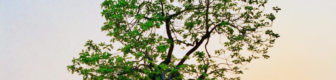 Tree silhouette above Arnold Funeral Service